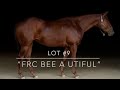 Lot #9, FRC Bee A Utiful, Feather River College Production Horse Sale 2026