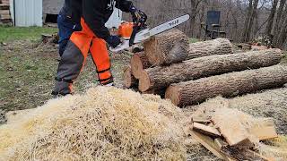 Stihl ms 400 making wood noodles 🍜