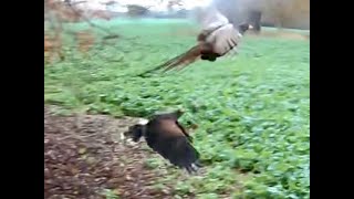 HARRIS HAWK FALCONRY