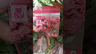 15.09.25 Рододендрон Wine & Roses #garden #flowers#сорт#сад #nature#рододендрон #rhododendron#folk