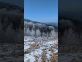 Fresh Winter Morning In Bukovynian Carpathians Southern Slope Of The Malyi Stizhok Mount Fresh Winter Morning In Bukovynian Carpathians Southern Slope Of The Malyi Stizhok Mount