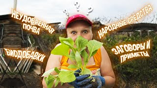 🥦 Лучшая подкормка КАПУСТЫ после высадки в грунт 🔝 Эксперимент #1