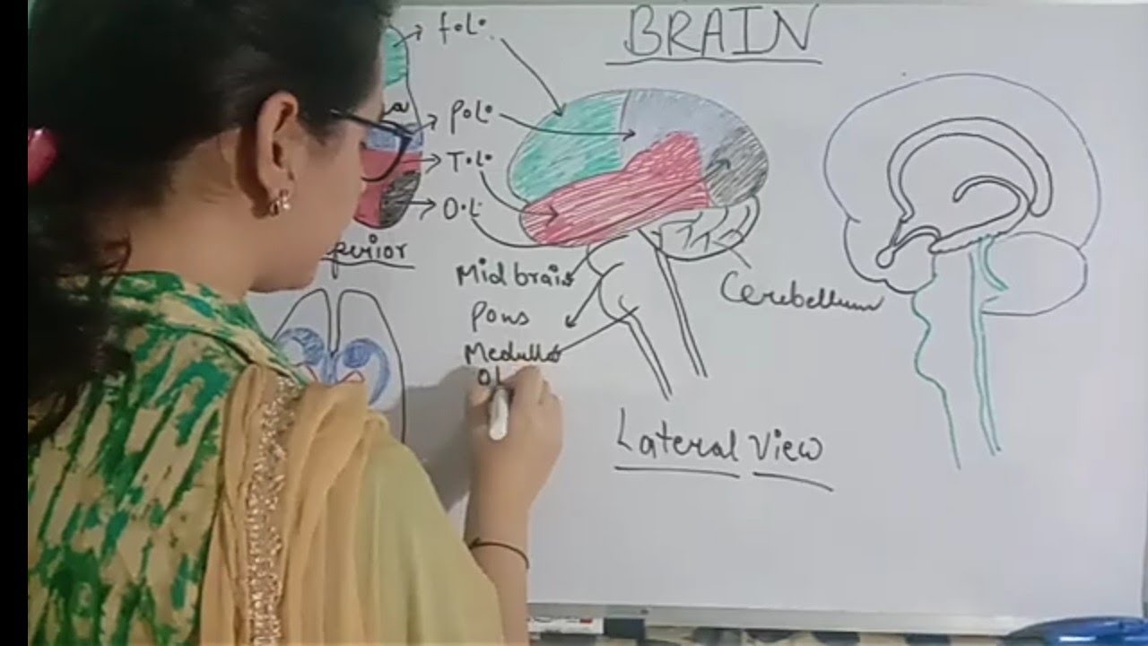 Central Nervous System Part Iii Brain NEET PG Www MedicalTalk 