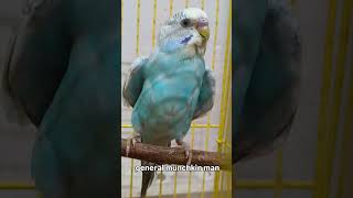 the PIKA gang #cockatiel #budgies #birds #viral #shorts