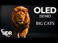 The Ultimate OLED HDR 120fps Experience (4K/8K TV)