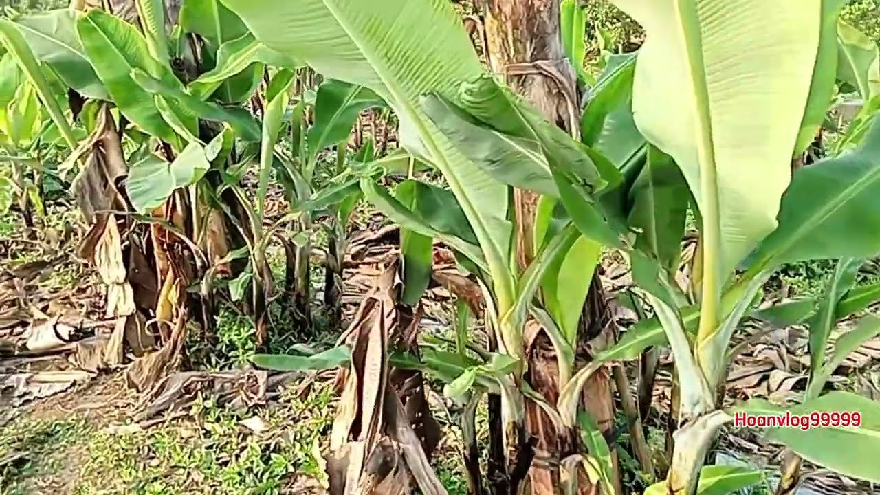 Tin được không ? người nông dân trồng 16 tháng thu hai vụ chuối tiêu hồng