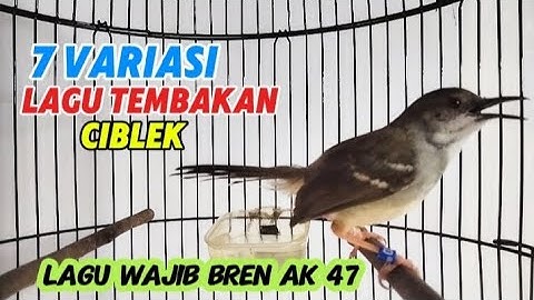 Masteran Ciblek Ngebren variasi dg lagu wajib  ngebren ak 47