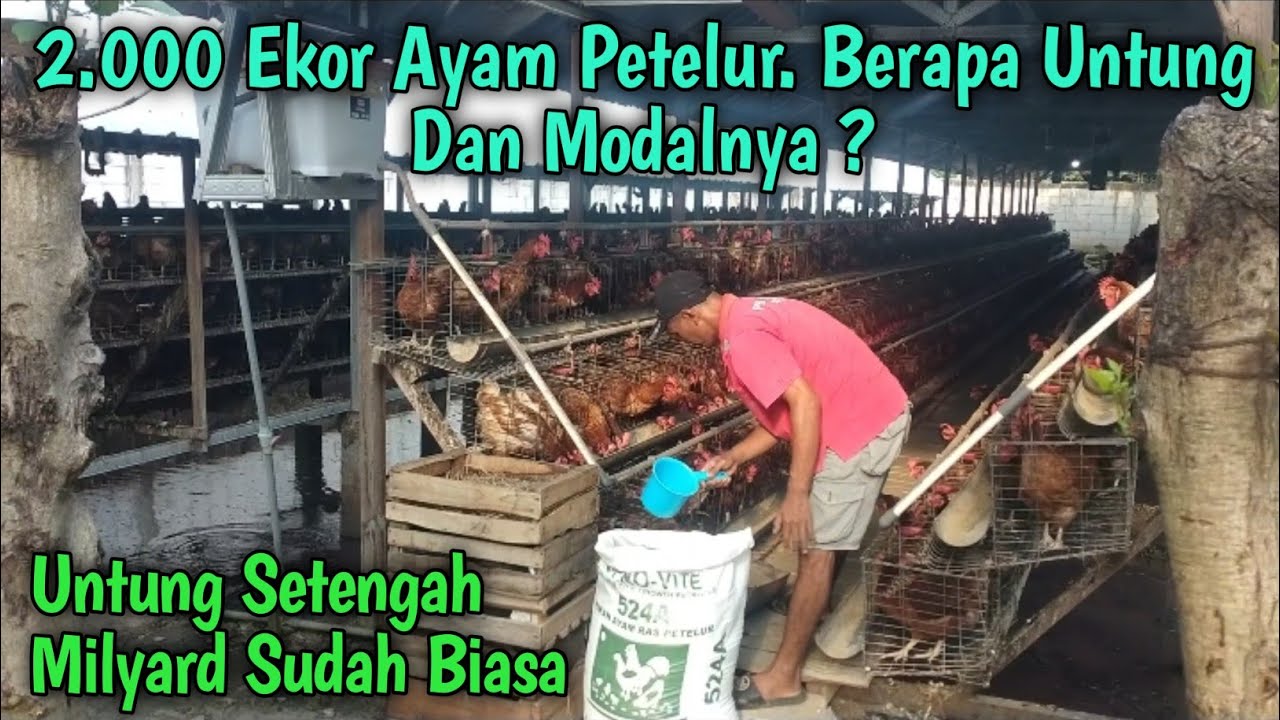 2000 Ekor Ayam Petelur. Berapa Untung Dan Modalnya ?