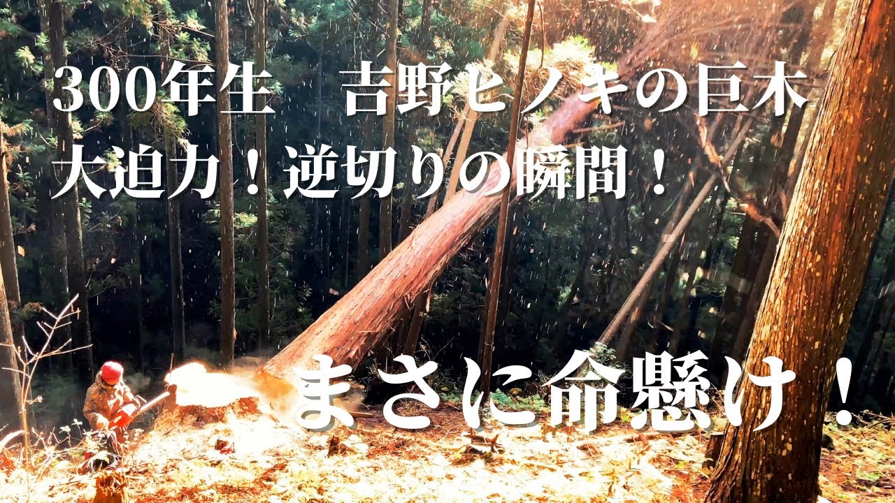 命懸けで巨大吉野ヒノキを逆切り！緊張の伐採現場！ - YouTube