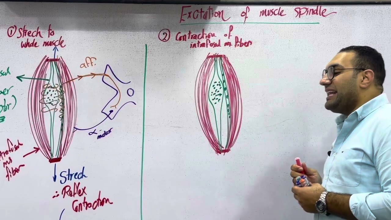 Motor nervous System -2