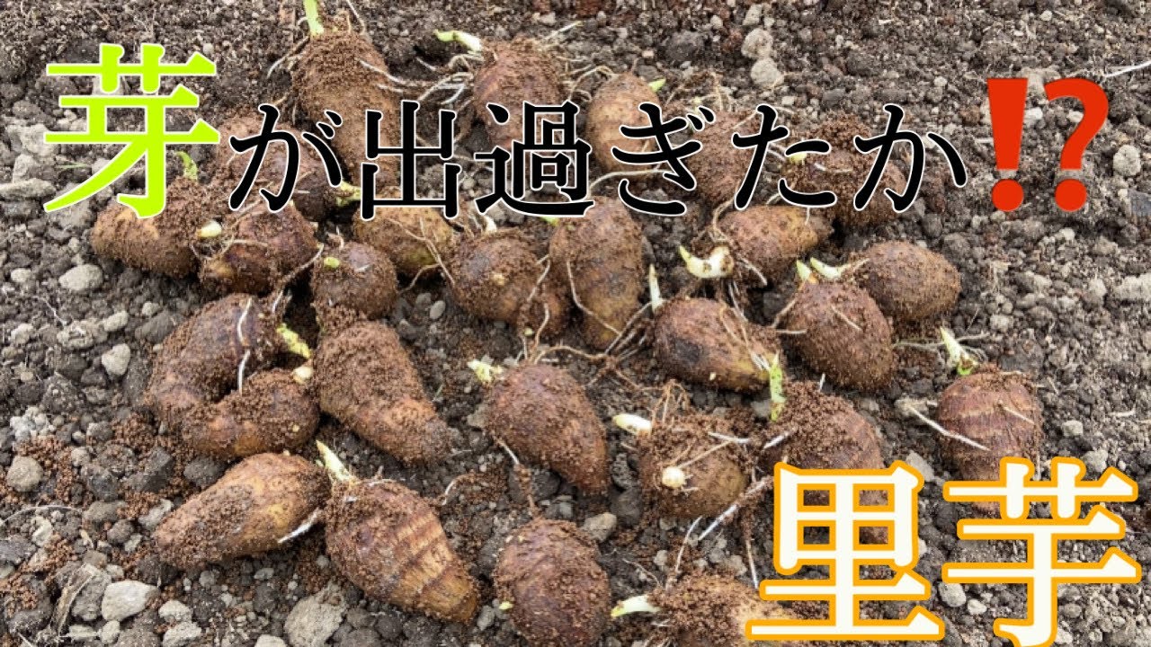 芋 Forgot to plant it - YouTube