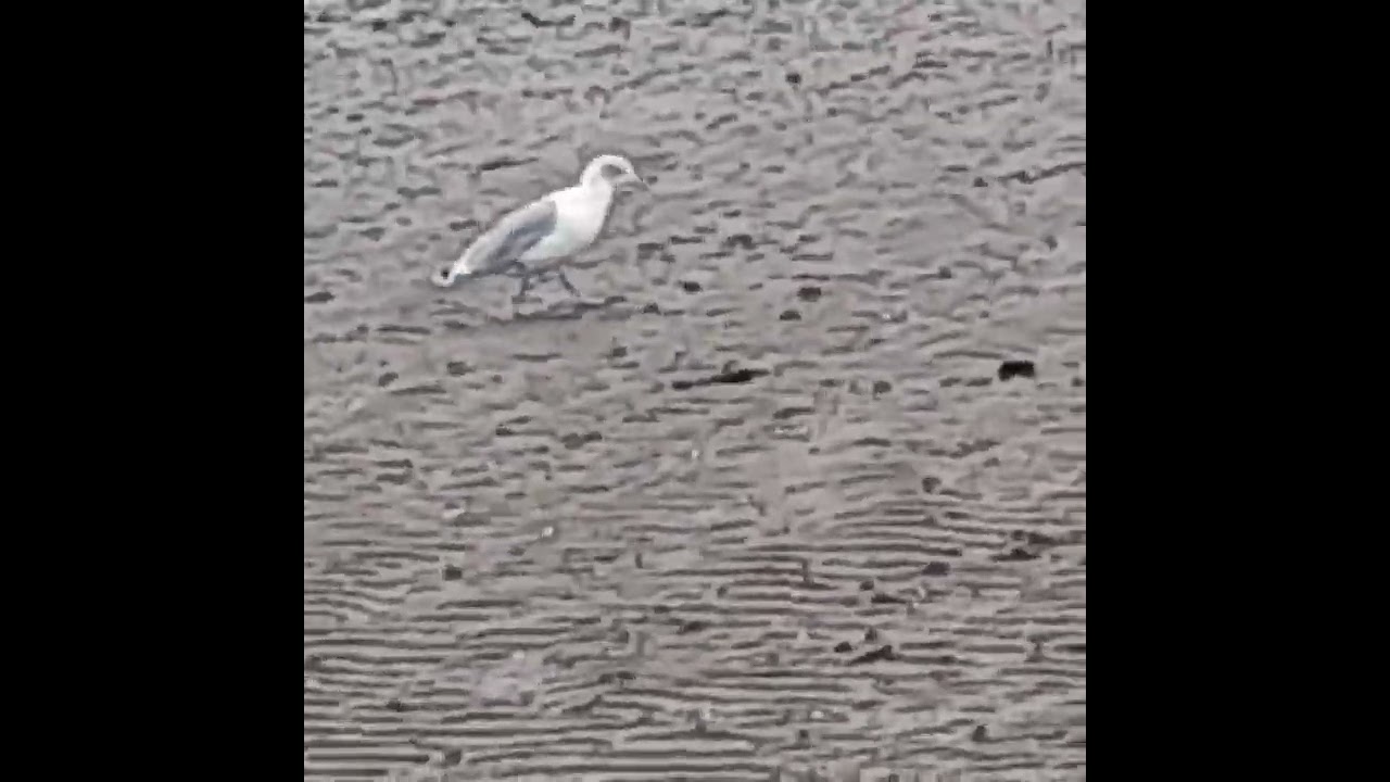 The Lone Seagull