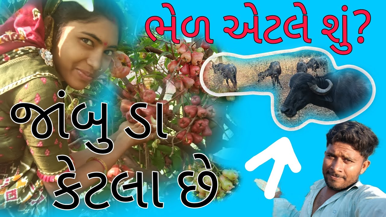 આજે તો હું ભેળમાં ગયો... જામુડા ના ઝુમખા કેસર કેરીના પણ ઝુમખા 🥰🥳