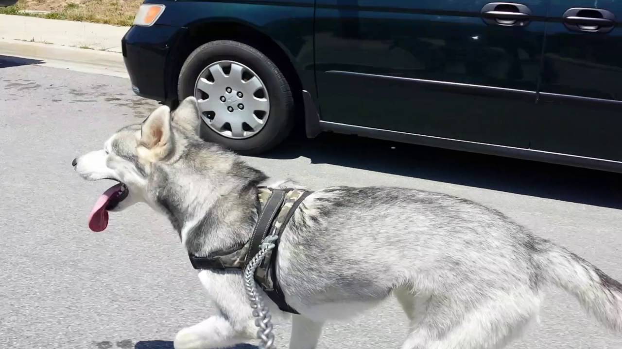 Running Krypto the Husky!