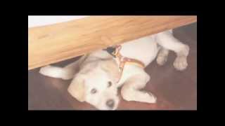 Wiwi Adventure At Chiangmai