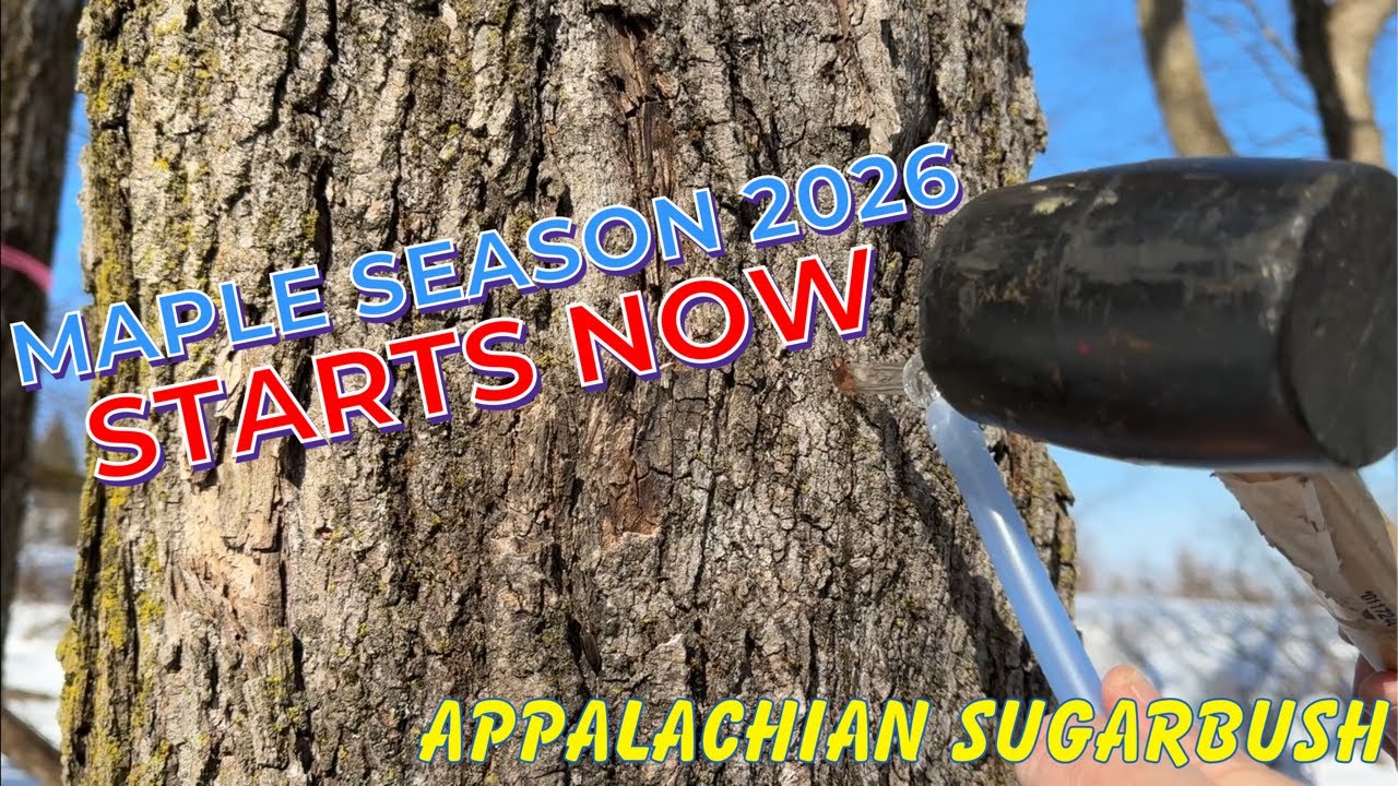 Начало сезона сбора клена 2026: Наш лучший сезон на сегодняшний день?!