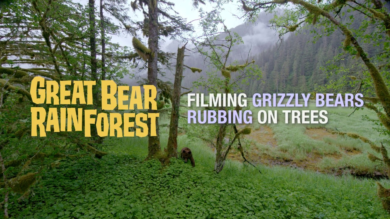 Great Bear Rainforest - Grizzly Bears Rubbing on Trees