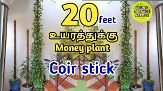 20 Feet Money plant | secret and tips | waste material to make 20 feet coir stick | moss DIY