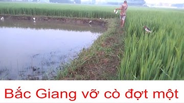 Cò bợ di cư kín cả bầu trời. Bắc giang vỡ cò đợt một. khu các bác thế nào?