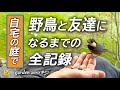 庭に飛んでくる野鳥が手に乗ってくれた！【達成までの全記録】