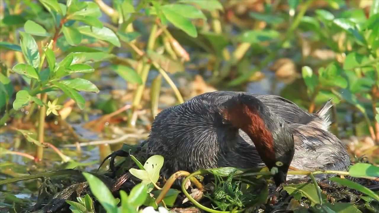 Little Grebe Nesting