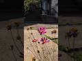 Flowers In My Neighborhood Nature Flowers Videography Photography Flowers In My Neighborhood Nature Flowers Videography Photography