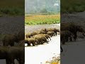 सवेरे के वक़्त नदी पार करता हुआ हाथियों का झुंड #shorts #elephant #jimcorbett