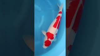 Maruten Kohaku - Maruhiro Koi Farm