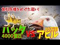 バッタ対アヒル対決！食料危機をかけた戦い！