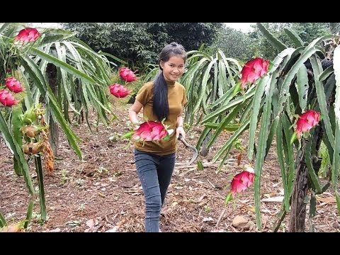 Video: Pitahaya Dragon Fruit: padomi pūķa augļu koku audzēšanai