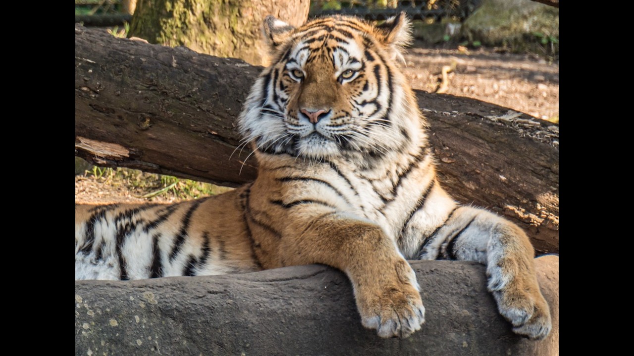 20250302 Hamburg Tierpark Hagenbeck