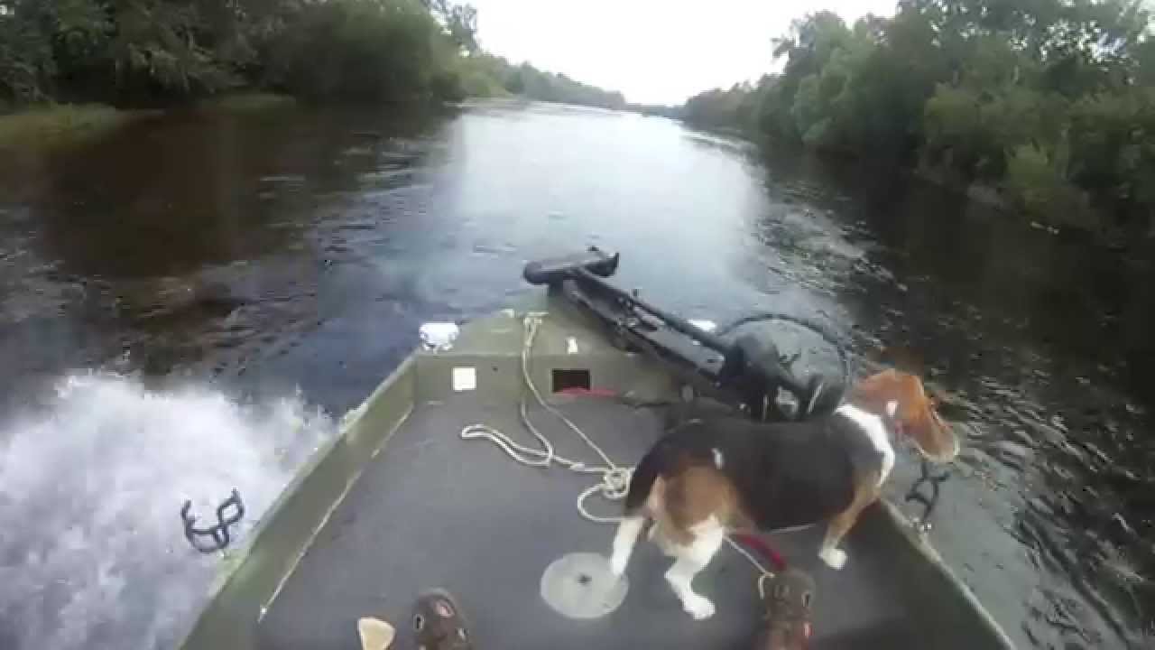 Shallow River Fishing Beagle on RoughNeck Stick Steer Jet 