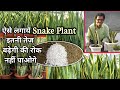 ऐसे लगायें  Snake Plant इतनी तेज़ बढ़ेगी की रोक नहीं पाओगे | Best Soil For Snake Plants 2020