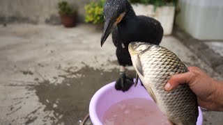 Feed My Cormorant A Big Fish