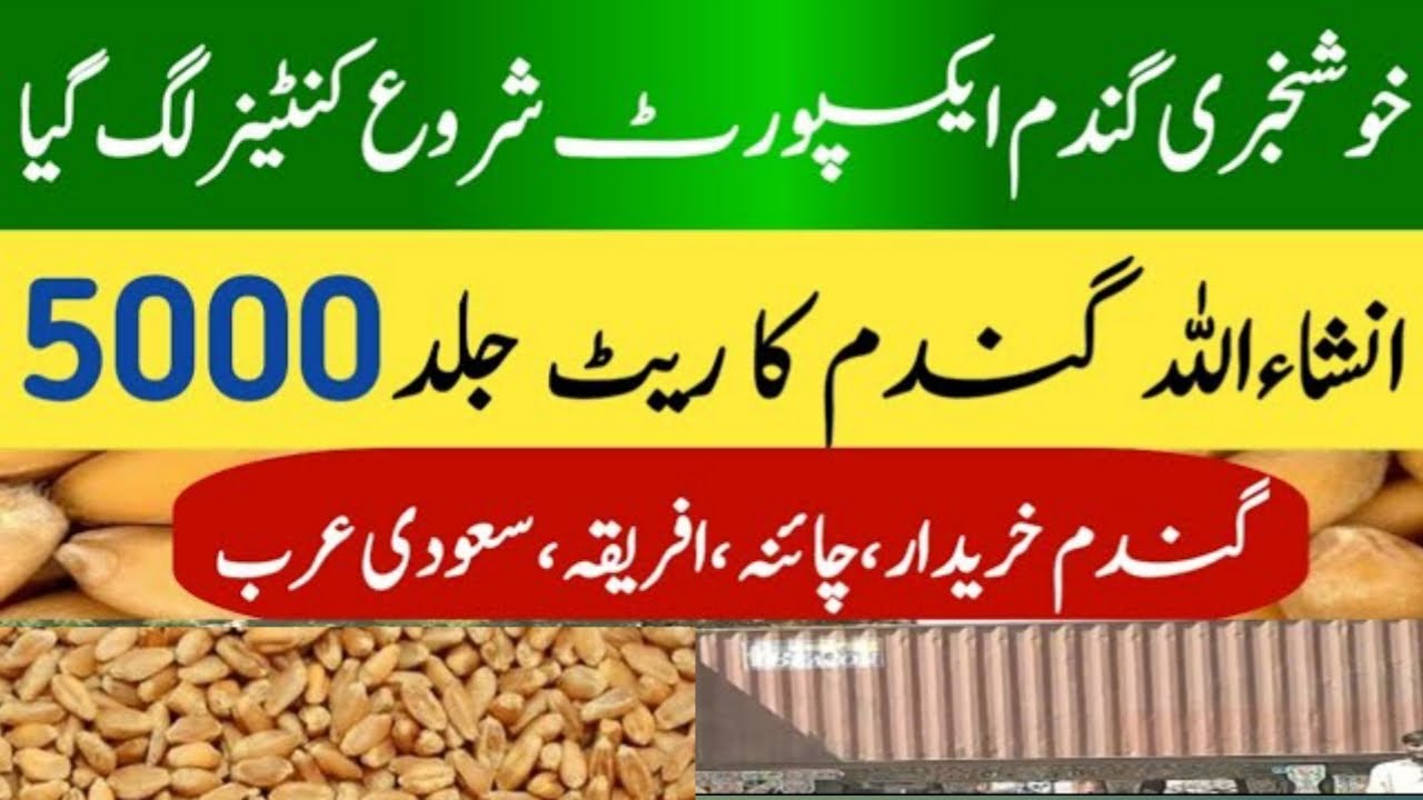 wheat price today in punjab | Gundam rate today | wheat support price ...