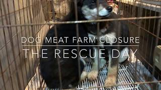 Dog meat farm closure pulling out the dogs