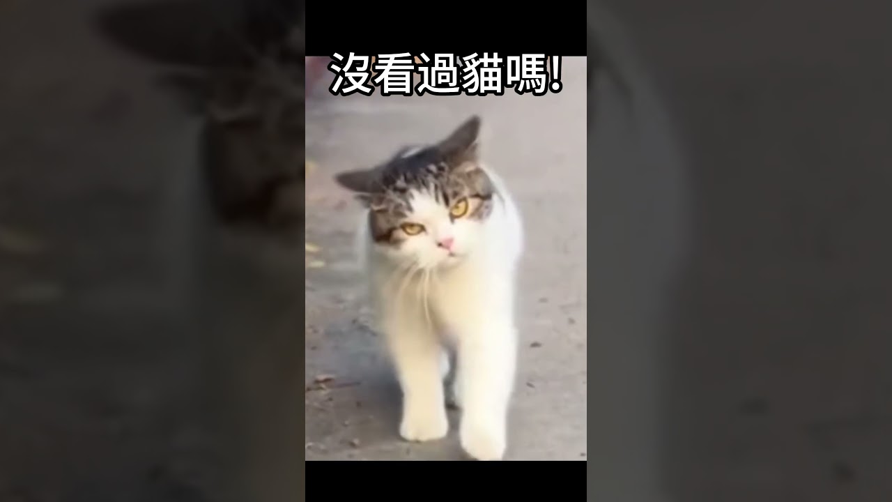 【動物配音】你瞅啥 #動物 #配音 #搞笑 #可愛 #shorts | MYViki