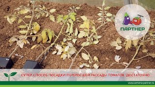видео как посадить переросшие помидоры в теплицу: высаживаем переросшую рассаду правильно