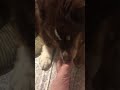 Dog biting toenail and licking feet for 10 mins asmr
