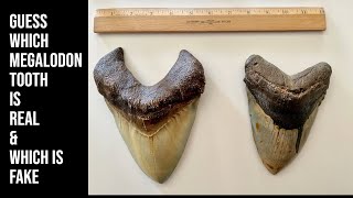Can YOU Detect the FAKE Megalodon Tooth
