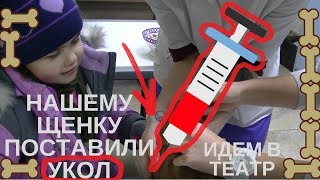 Нам купили Той-терьера, Ставим прививку собаке, щенок боится. Нам купили Той-терьера, Ставим прививку собаке, щенок боится.