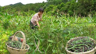 ถั่วดำที่ฉันปลูกไว้เก็บเกี่ยวแล้ว ดูแลสวนอ้อย | สนธ