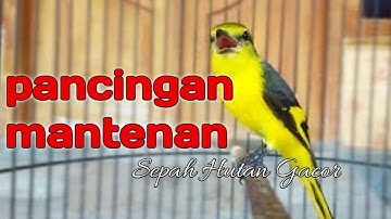 MASTERAN BURUNG TEMBAKAN MANTENAN GUNUNG PANJANG + JEDA
