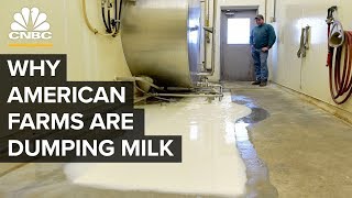 Why American Farmers Are Dumping Milk