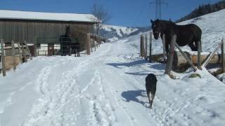 Bamerhof - Hotel In Mittersill, Austria