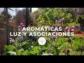 Aromáticas de SOMBRA y PLENO SOL + ASOCIACIONES + Tour de aromáticas | Huerta y huerta
