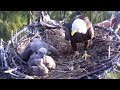 20220126 攻擊手足 Zoo Miami Eagle Cam