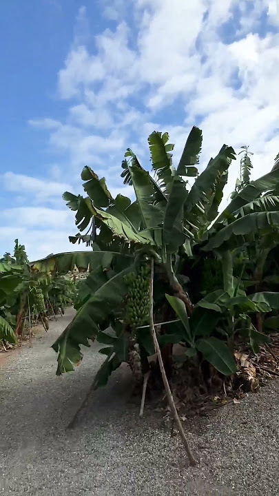 #banana #plantation #grancanaria