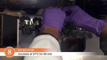 How to Perform a Transformation with NEB Competent Cells