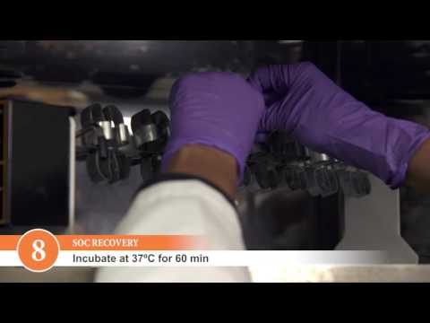 How to Perform a Transformation with NEB Competent Cells